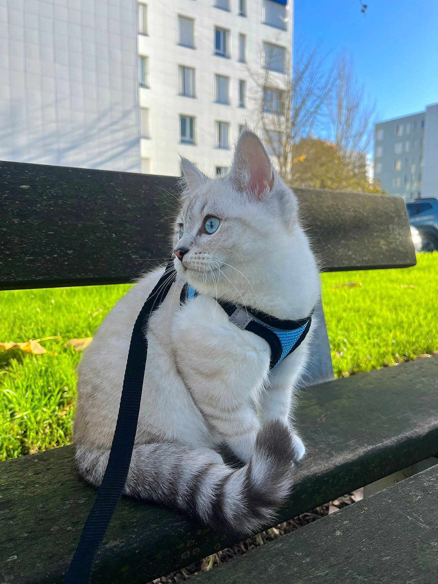 Mavi participe au concours pour gagner de l'argent avec cette photo : cat, animal, pet, blue_eyes, harness, leash, bench, outdoor, grass, daylight, building, tree, curious, sitting, feline, fur, whiskers, tail, nature, urban