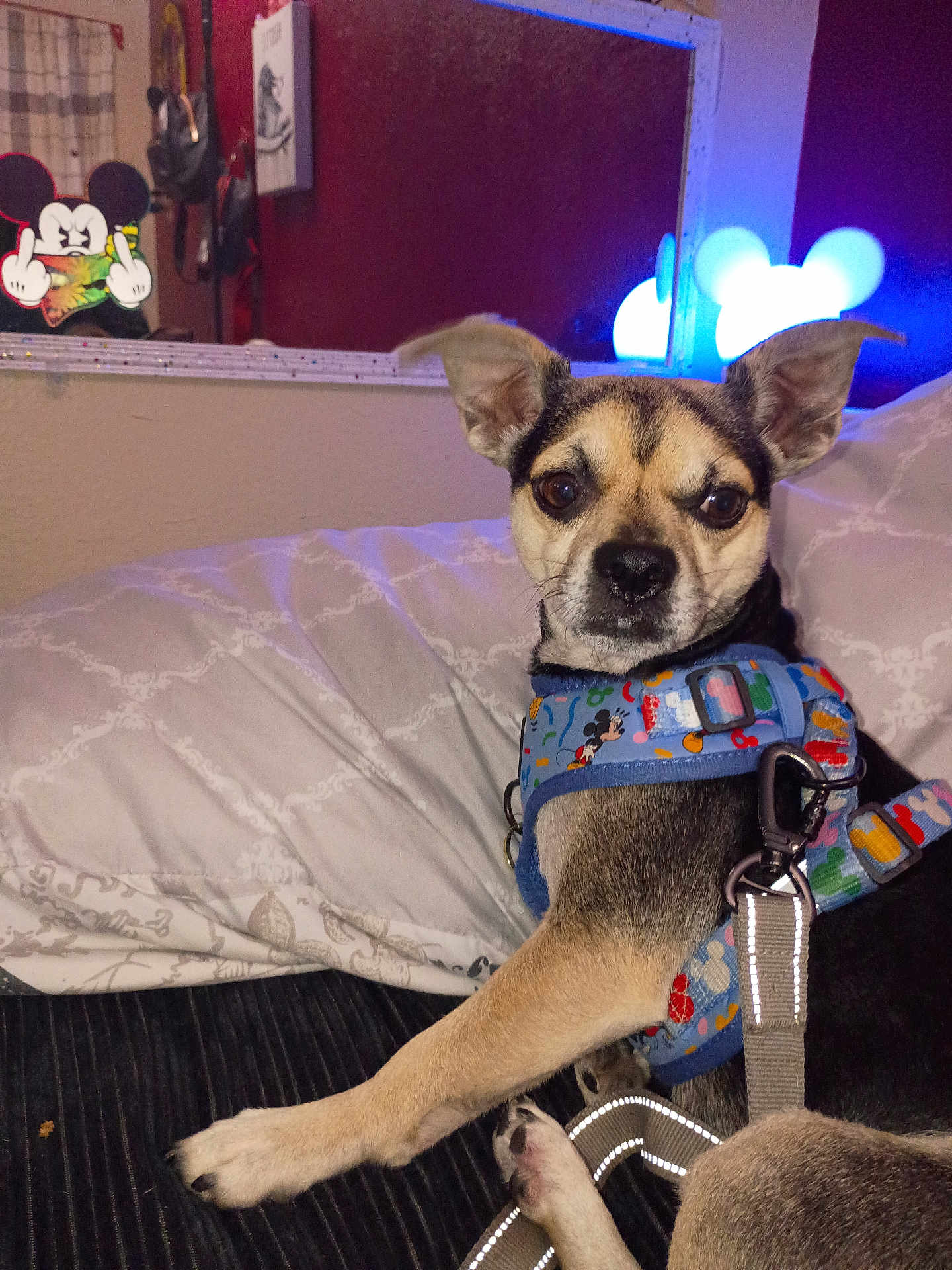 Tiny is registered to the contest to win money with this photo: dog, pet, indoor, bed, pillow, blanket, leash, harness, mickey_mouse, reflection, mirror, wall_art, black_and_tan, small_dog, fur, ears, cute, animal, resting, looking_back