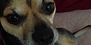 Tiny is registered to the contest to win money with this photo: dog, pet, close_up, brown, black, collar, harness, blue_tag, indoor, curious, face, ears, animal, canine, fur, paw, lying_down, looking, domestic_animal, companion