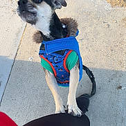 Tiny is registered to the contest to win money with this photo: dog, small_dog, jacket, blue_jacket, green_shirt, pavement, sidewalk, sand, person, black_pants, red_clothing, paw, pet, outdoor, daylight, curious, standing, animal, leash, closeup