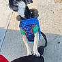 dog, small_dog, jacket, blue_jacket, green_shirt, pavement, sidewalk, sand, person, black_pants, red_clothing, paw, pet, outdoor, daylight, curious, standing, animal, leash, closeup