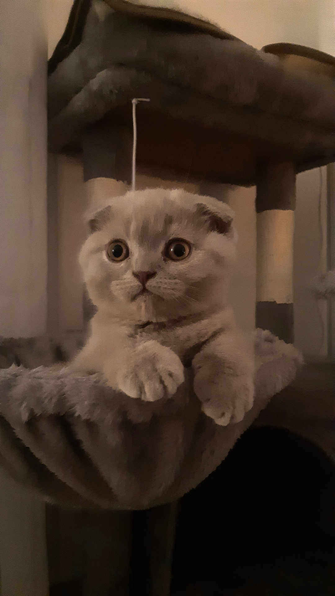 Yuki participe au concours pour gagner de l'argent avec cette photo : animal, cat, cat_tree, curious, cute, domestic_animal, feline, fur, furry, hammock, indoor, kitten, mammal, paws, pet, resting, scottish_fold, soft, wide_eyes, young
