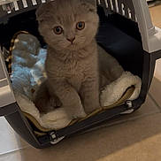 Yuki participe au concours pour gagner de l'argent avec cette photo : kitten, cat, pet_carrier, blanket, indoor, floor, animal, cute, feline, small, fur, young, eyes, paws, cozy, home, comfort, looking, sitting, curious