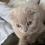Yuki a rejoint le concours — aidez-le/la à gagner de superbes lots ! adorable, animal, cat, closeup, cute, domestic_animal, ears, eyes, feline, fur, indoor, kitten, mammal, paws, pet, resting, scottish_fold, soft, whiskers, young