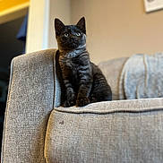 Bynx joined the competition — help win amazing prizes! kitten, cat, black_cat, pet, indoor, couch, furniture, cozy, curious, sitting, feline, animal, domestic_animal, soft_fabric, home, living_room, cute, young_cat, portrait, close_up