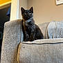 kitten, cat, black_cat, pet, indoor, couch, furniture, cozy, curious, sitting, feline, animal, domestic_animal, soft_fabric, home, living_room, cute, young_cat, portrait, close_up