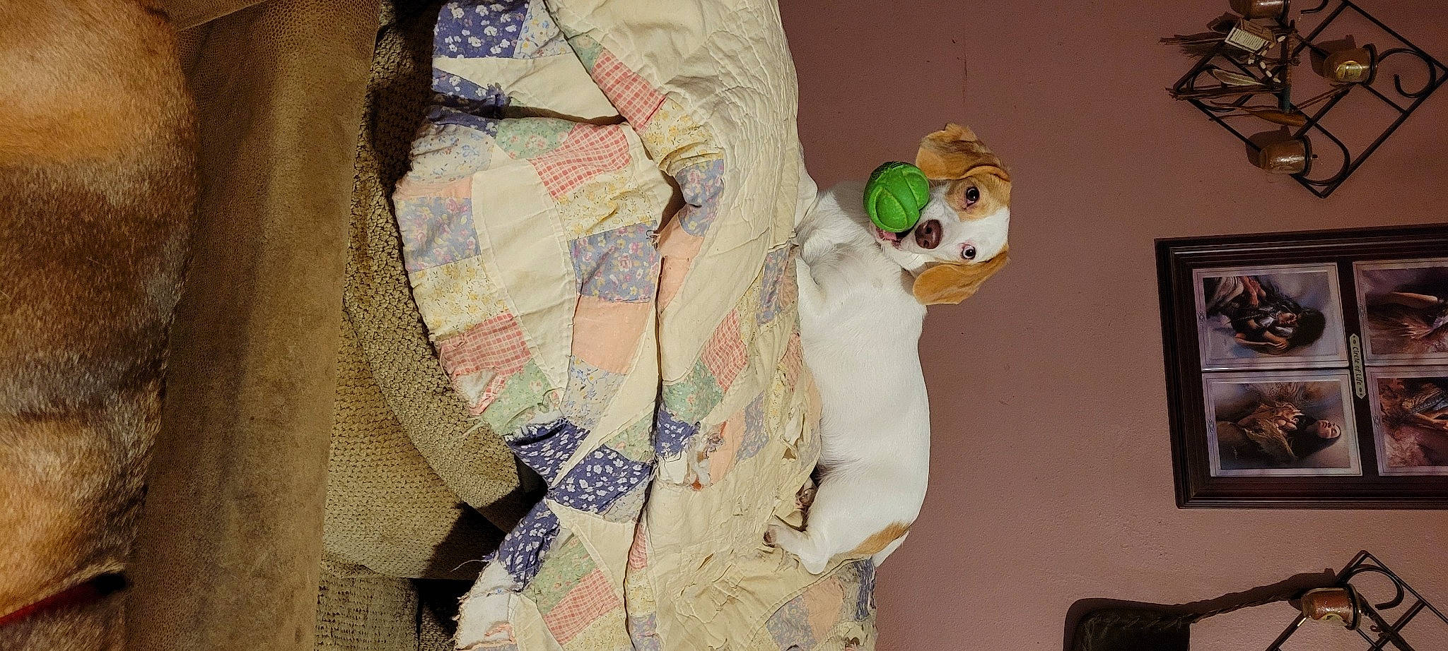 Bella Vanella is registered to the contest to win money with this photo: art, button, collar, dress_shirt, fashion_design, fur, linens, pattern, peach, picture_frame, plaid, room, sleeve, textile, toy, visual_arts, window, wood, woven_fabric