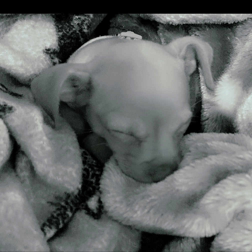 Taz joined the competition — help win amazing prizes! animal, baby, blanket, bodypart, bulldog, canine, dog, face, finger, hand, head, hound, newborn, person, pet, photography, portrait, puppy, sleeping, towel