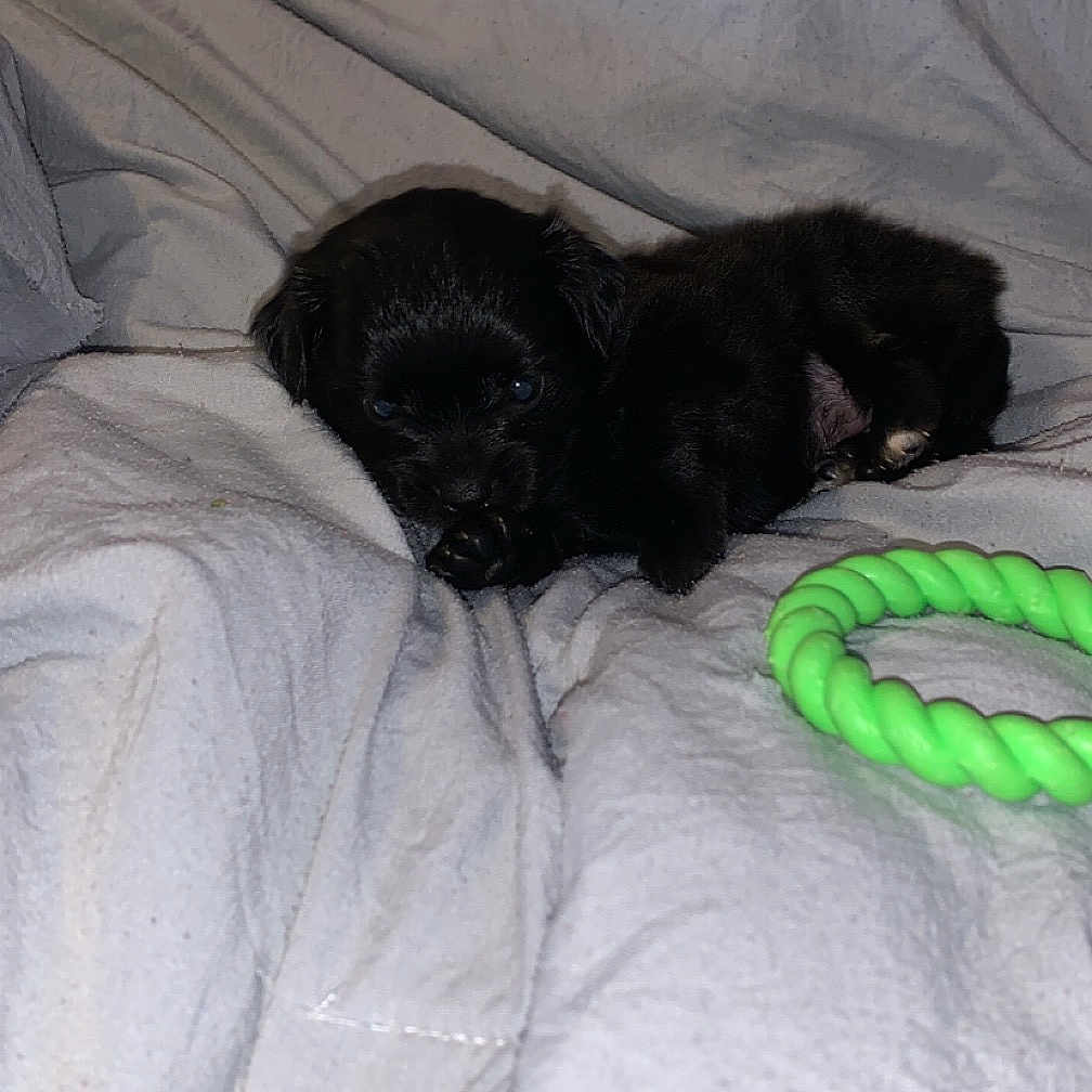 Oakley