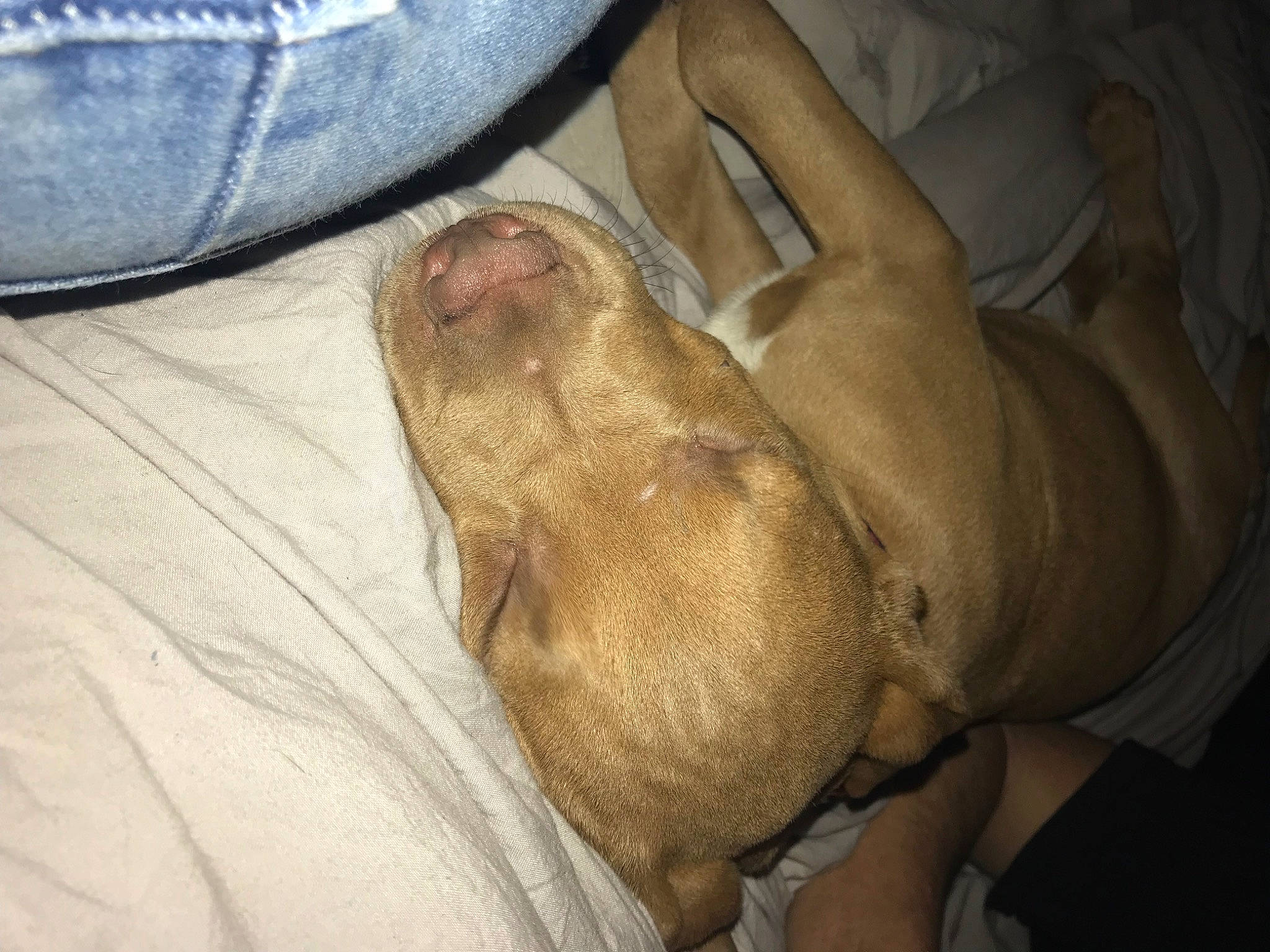 Diesel is registered to the contest to win money with this photo: canidae, carnivore, comfort, companion_dog, dog, dog_breed, fawn, foot, fur, gesture, human_leg, knee, linens, liver, nap, sleep, sporting_group, whiskers, working_animal, wrinkle