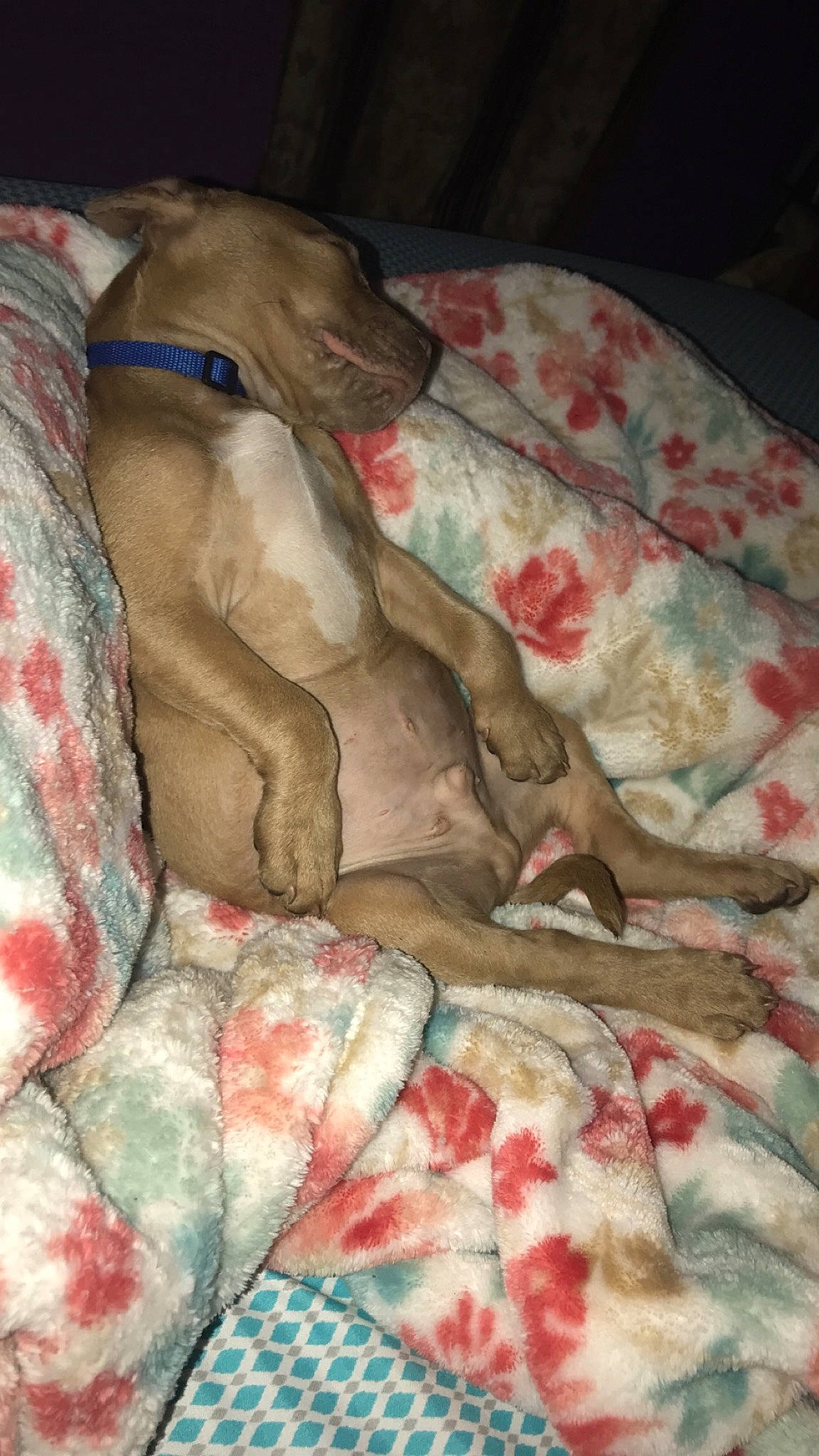 Diesel is registered to the contest to win money with this photo: art, bedding, blanket, canidae, carmine, carnivore, comfort, companion_dog, dog, dog_breed, dog_supply, fawn, fur, linens, liver, pattern, snout, sporting_group, visual_arts, working_animal