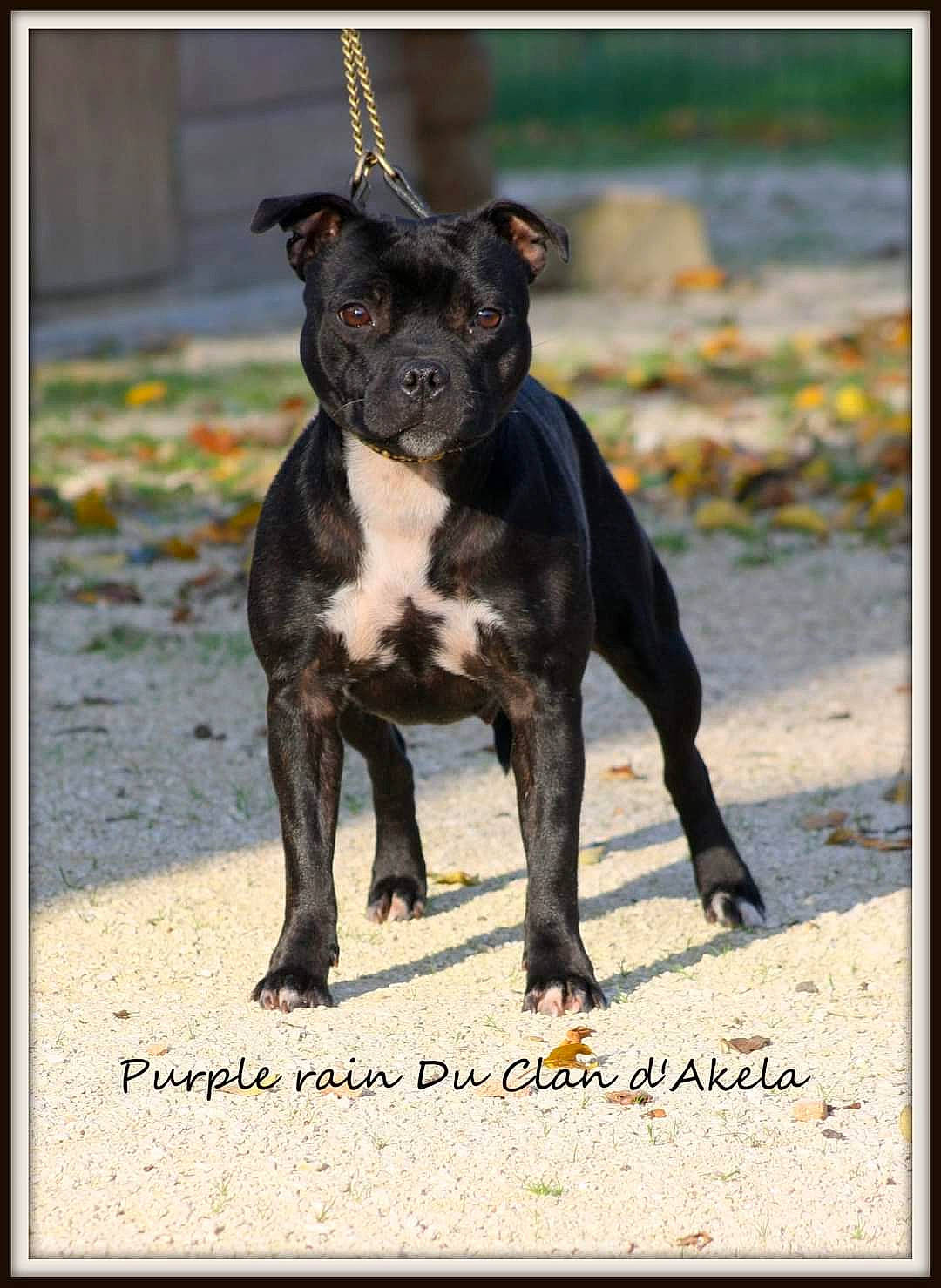 Purple participe au concours pour gagner de l'argent avec cette photo : ancient_dog_breeds, canidae, carnivore, collar, companion_dog, dog, dog_breed, dog_collar, fawn, hunting_dog, non_sporting_group, sporting_group, tail, terrestrial_animal, toy_dog, working_animal, working_dog