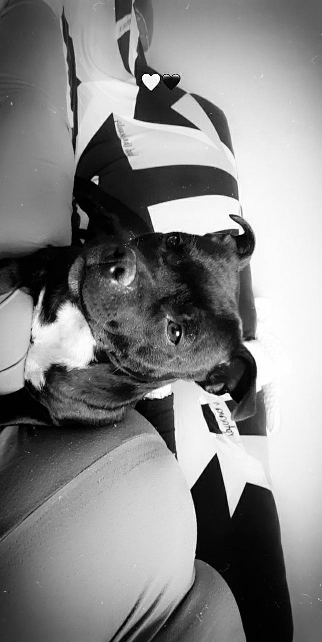 Purple participe au concours pour gagner de l'argent avec cette photo : black, black_and_white, canidae, cap, carnivore, collar, companion_dog, costume_hat, dog, dog_breed, dog_collar, fur, guard_dog, monochrome, monochrome_photography, personal_protective_equipment, snout, style, whiskers, working_animal