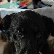 Elsa joined the competition — help win amazing prizes! animal, black_dog, blurred_background, canine, close_up, comfort, companion, cozy, dog, domestic, ears, eyes, face, fur, household, indoor, mammal, pet, portrait, resting