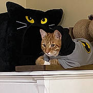 Keanu is registered to the contest to win money with this photo: cat, kitten, orange_tabby, plush_cat, stuffed_animal, black_cat, yellow_eyes, cardboard_box, indoor, home, shelf, furniture, scratching_post, toy, pet, whiskers, ears, striped_fur, relaxed, batman