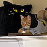 cat, kitten, orange_tabby, plush_cat, stuffed_animal, black_cat, yellow_eyes, cardboard_box, indoor, home, shelf, furniture, scratching_post, toy, pet, whiskers, ears, striped_fur, relaxed, batman