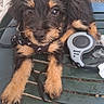 puppy, dog, black_fur, tan_fur, leash, bench, outdoor, pet, cute, animal, young_dog, fur, ears, snout, paws, pet_accessory, resting, looking_up, closeup, small_dog
