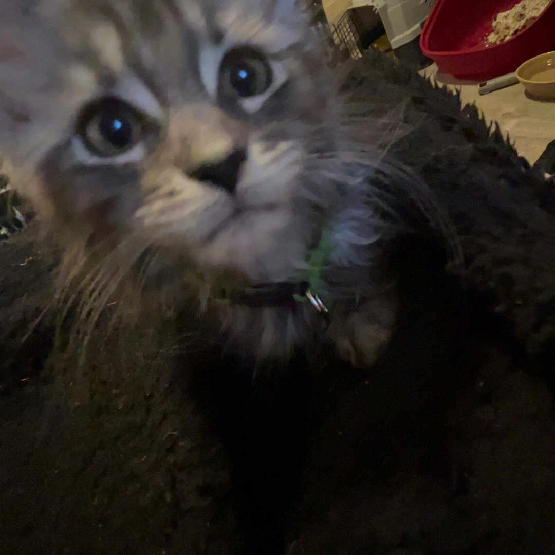 Mitski joined the competition — help win amazing prizes! animal, blurry, cat, close_up, collar, cozy, curious, cute, domestic, eyes, floor, furniture, furry, indoor, kitten, litter_box, pet, pet_carrier, whiskers, young