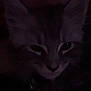 cat, dark, shadow, ears, eyes, pet, animal, feline, closeup, night, low_light, indoor, whiskers, face, cute, fur, portrait, mystery, blur, grainy