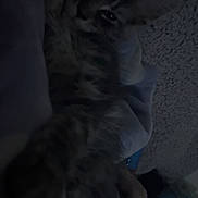 Mitski is registered to the contest to win money with this photo: cat, tabby, pet, animal, feline, lying_down, blanket, bed, cozy, indoor, soft, fur, relaxed, paw, ears, whiskers, sleepy, dark, shadow, comfort