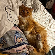 Tommy joined the competition — help win amazing prizes! animal, bed, blanket, cat, comfort, cozy, cute, cute_animal, domestic, feline, fluffy, fur, indoor, orange_cat, paw_pads, pet, relaxed, resting, sleepy, soft