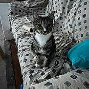 Soupy is registered to the contest to win money with this photo: animal, cat, couch, cozy, curious, domestic, furniture, household, indoor, lint_roller, patterned_fabric, pet, pillow, resting, sitting, striped, tabby, tabby_cat, whiskers, white_paws