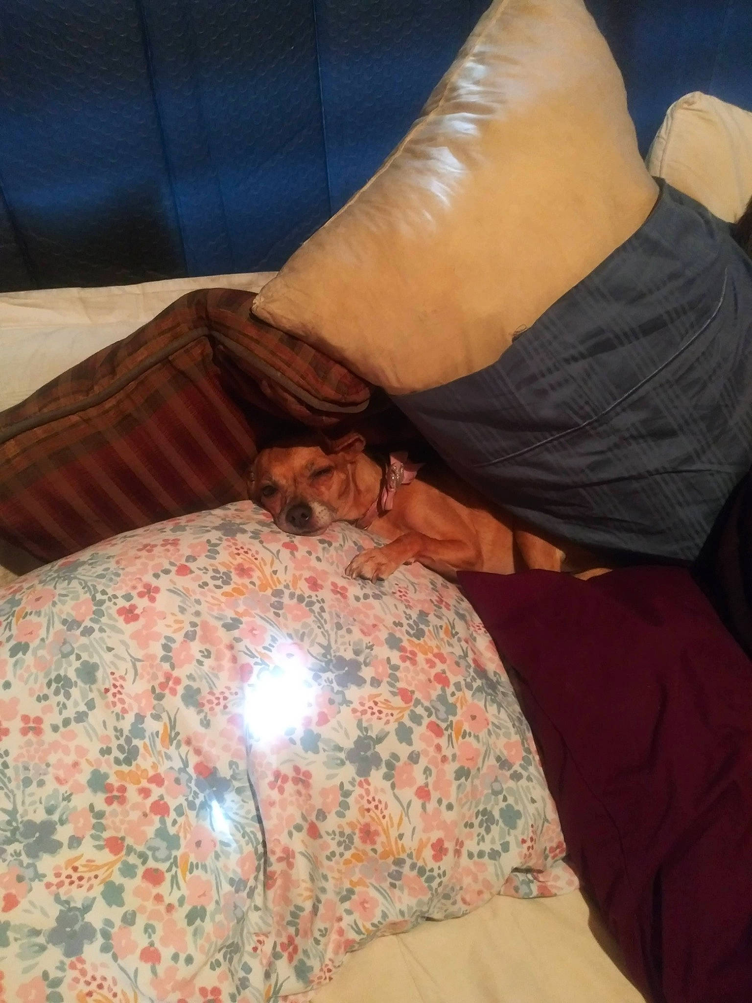 Priscilla joined the competition — help win amazing prizes! comfort, couch, fawn, furniture, leg, linens, pillow, room, textile