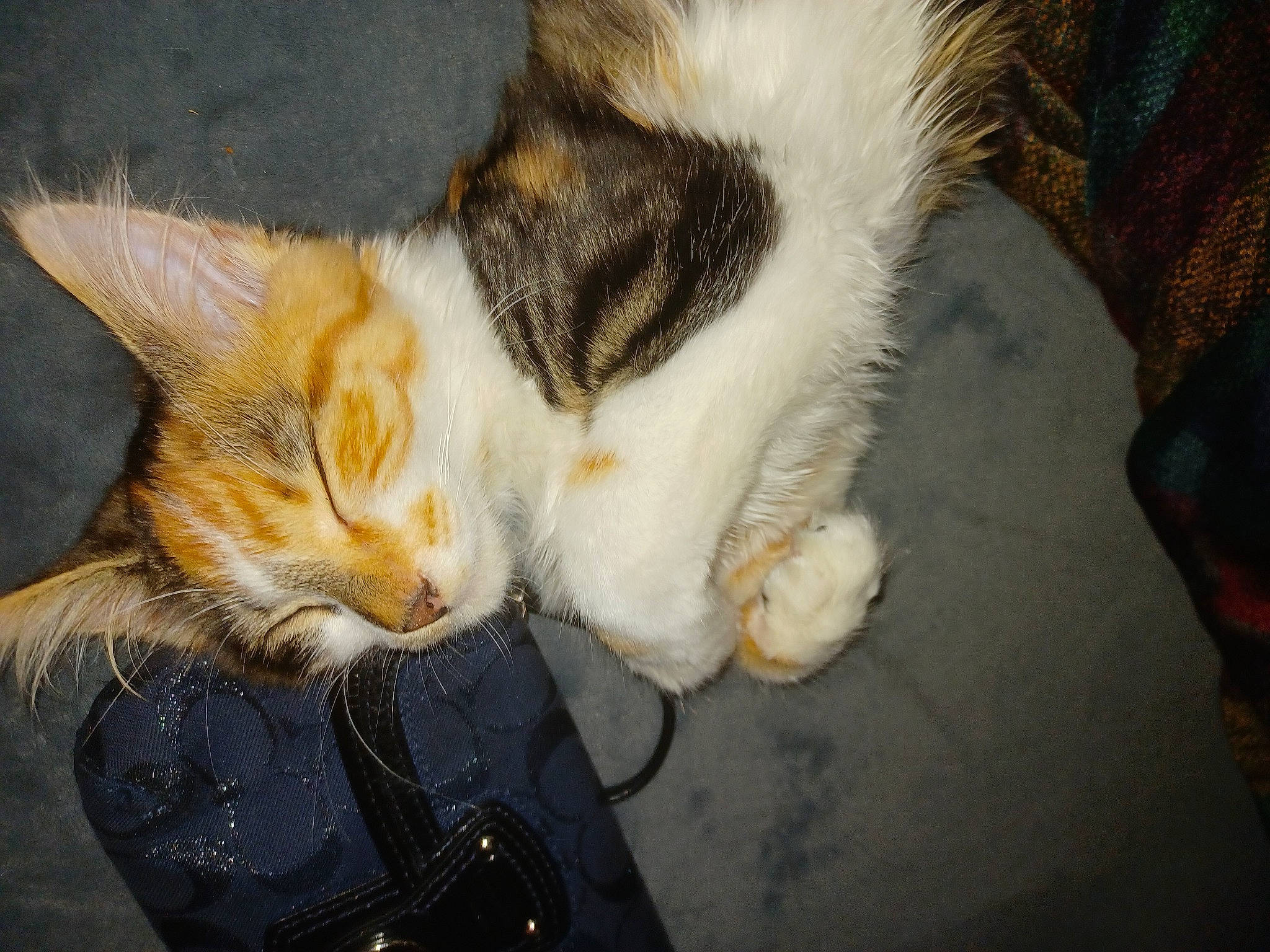 Misty is registered to the contest to win money with this photo: art, carnivore, cat, claw, comfort, domestic_short_haired_cat, ear, fawn, felidae, fur, nap, paw, small_to_medium_sized_cats, snout, tail, whiskers, window