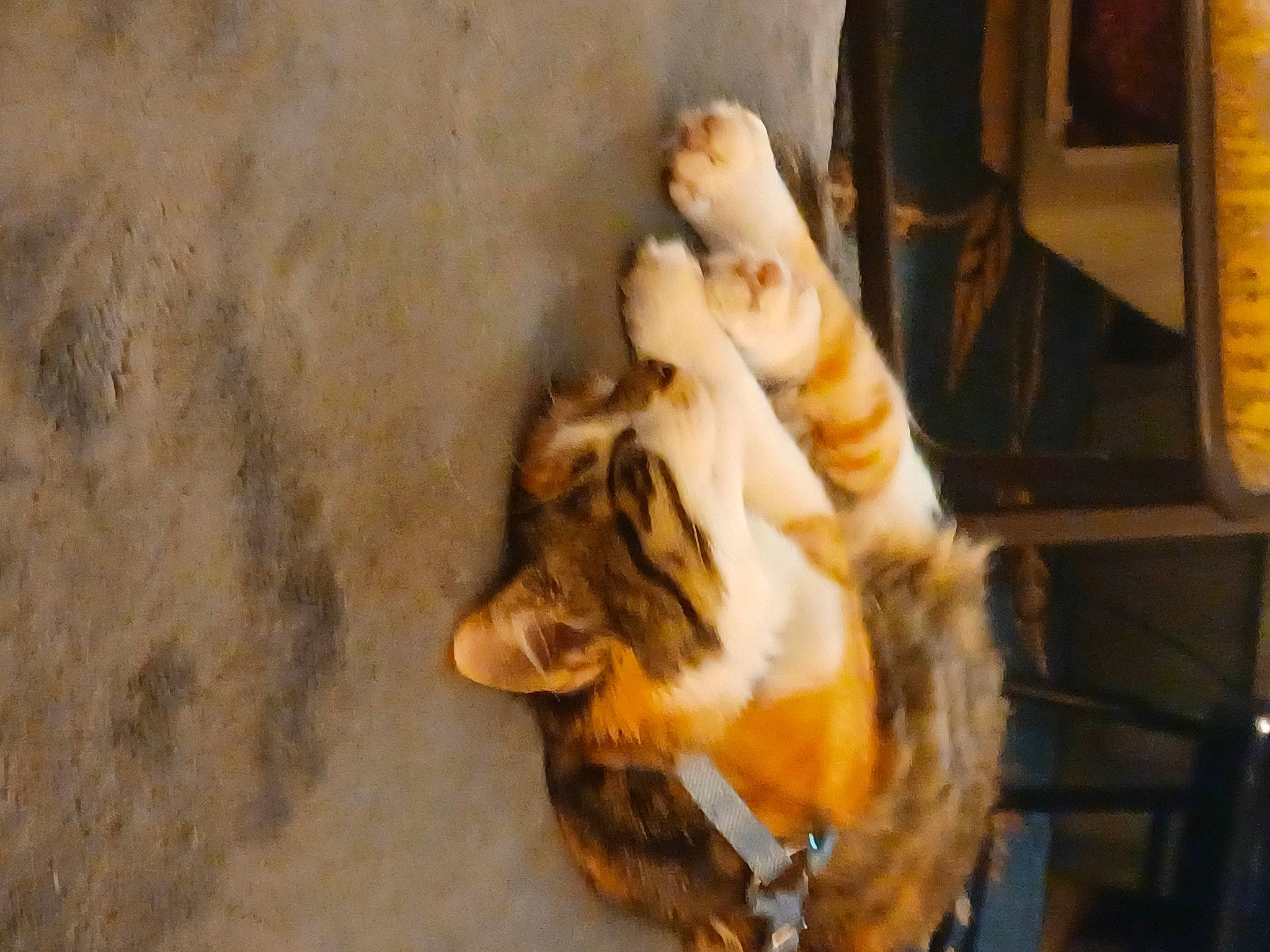 Misty joined the competition — help win amazing prizes! canidae, carnivore, claw, companion_dog, dog_breed, domestic_short_haired_cat, fawn, felidae, jaw, paw, rough_collie, sand, shetland_sheepdog, small_to_medium_sized_cats, snout, sporting_group, street_dog, tail, whiskers, wood