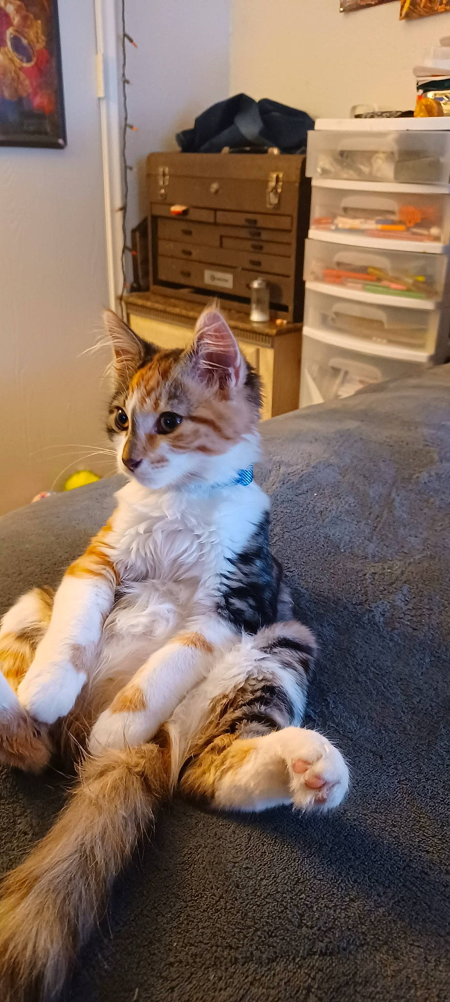 Misty is registered to the contest to win money with this photo: cabinetry, carnivore, cat, chest_of_drawers, comfort, domestic_short_haired_cat, eye, fawn, felidae, foot, fur, paw, shelf, shelving, sitting, small_to_medium_sized_cats, snout, tail, whiskers, wood