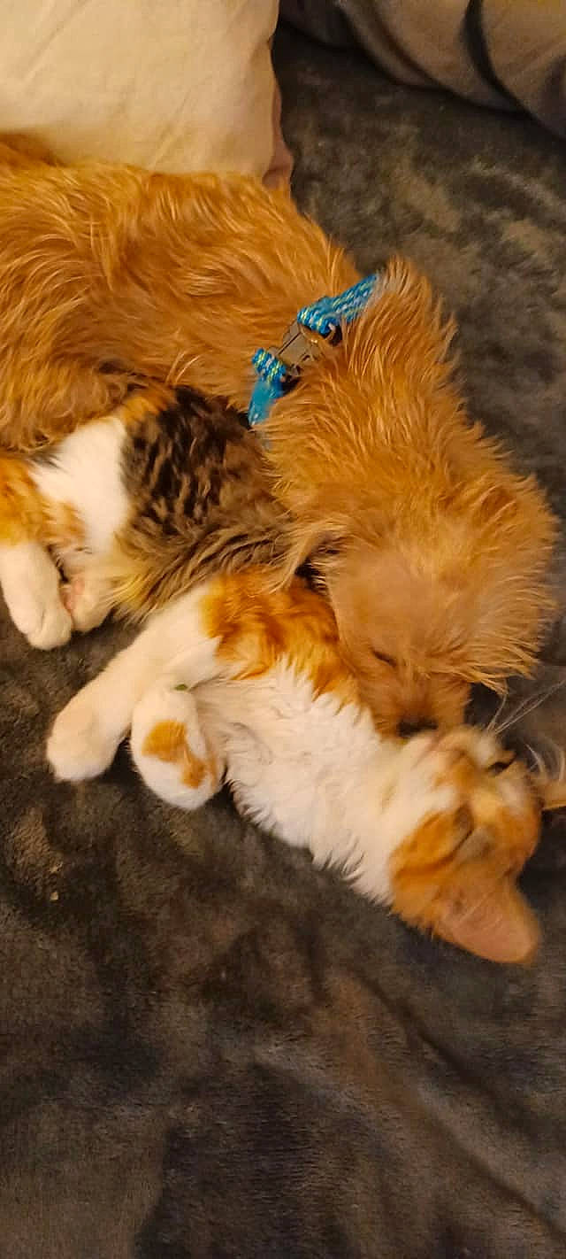 Scruffy is registered to the contest to win money with this photo: canidae, carnivore, cat, claw, comfort, companion_dog, dog_breed, fawn, felidae, fur, liver, paw, puppy, small_to_medium_sized_cats, snout, sporting_group, tail, terrestrial_animal, toy, whiskers