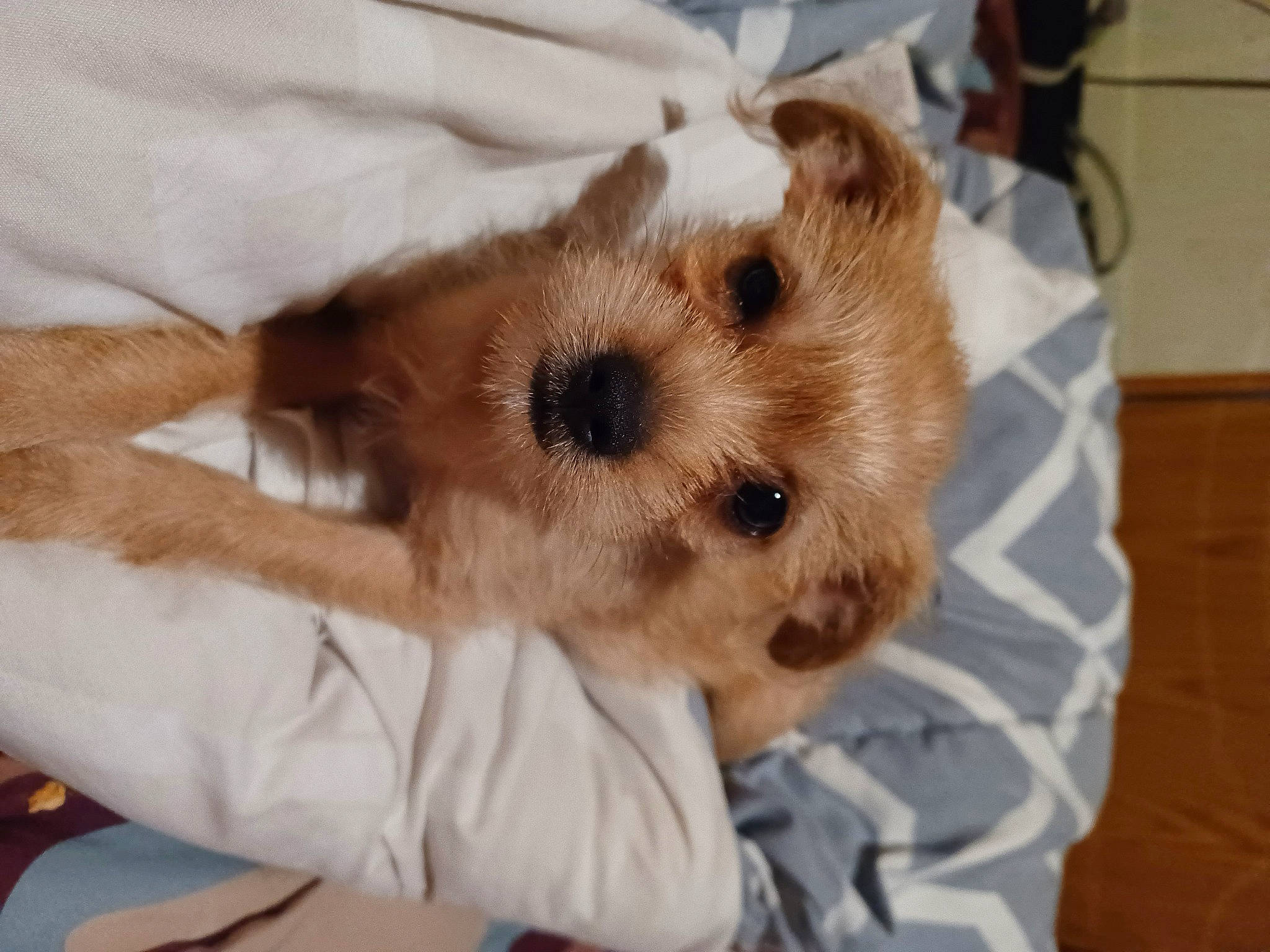 Scruffy is registered to the contest to win money with this photo: canidae, carnivore, comfort, companion_dog, dog_breed, ear, eyelash, fawn, fur, non_sporting_group, puppy, sporting_group, stuffed_toy, terrestrial_animal, toy, toy_dog, whiskers, working_animal