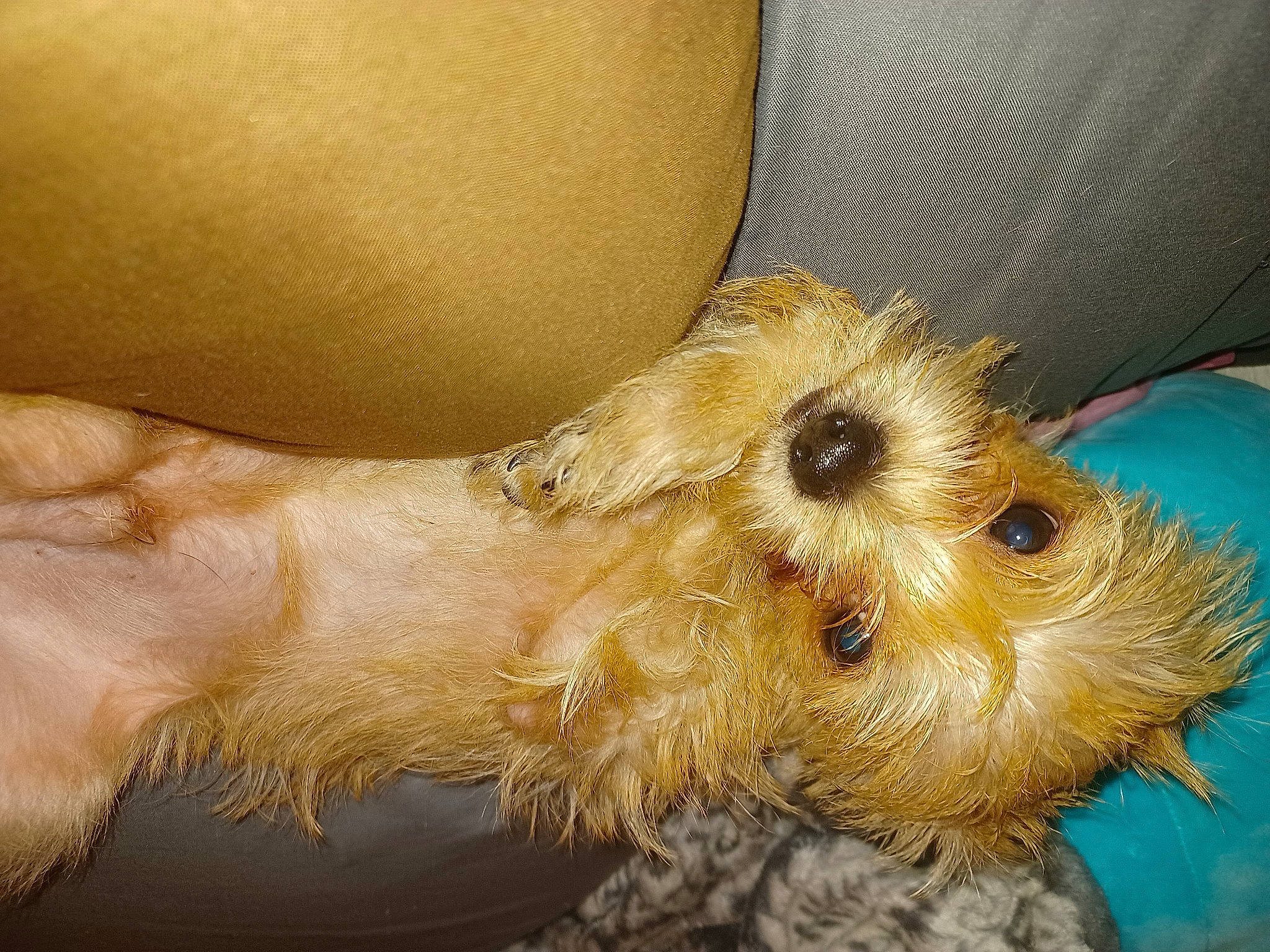 Scruffy is registered to the contest to win money with this photo: canidae, carnivore, clock, companion_dog, dog, dog_breed, fawn, fur, maltepoo, paw, small_terrier, sporting_group, terrestrial_animal, terrestrial_plant, terrier, toy_dog, watch, whiskers, working_animal