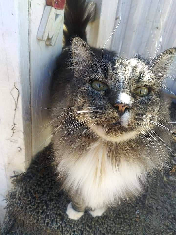 Baby Boy is registered to the contest to win money with this photo: carnivore, cat, claw, domestic_short_haired_cat, door, eye, fawn, felidae, flooring, fur, grey, sitting, small_to_medium_sized_cats, terrestrial_animal, tire, whiskers, window