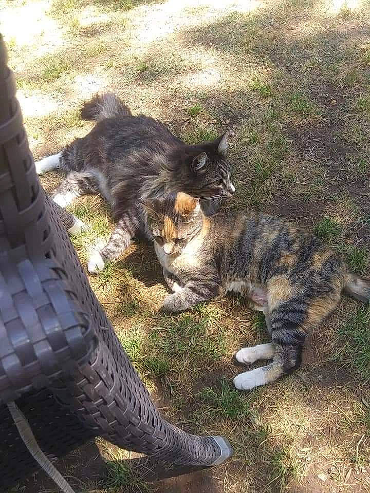 Baby Boy joined the competition — help win amazing prizes! carnivore, cat, claw, domestic_short_haired_cat, fawn, felidae, fur, grass, human_leg, paw, plant, sitting, small_to_medium_sized_cats, snout, soil, tail, terrestrial_animal, tree, whiskers, wildlife