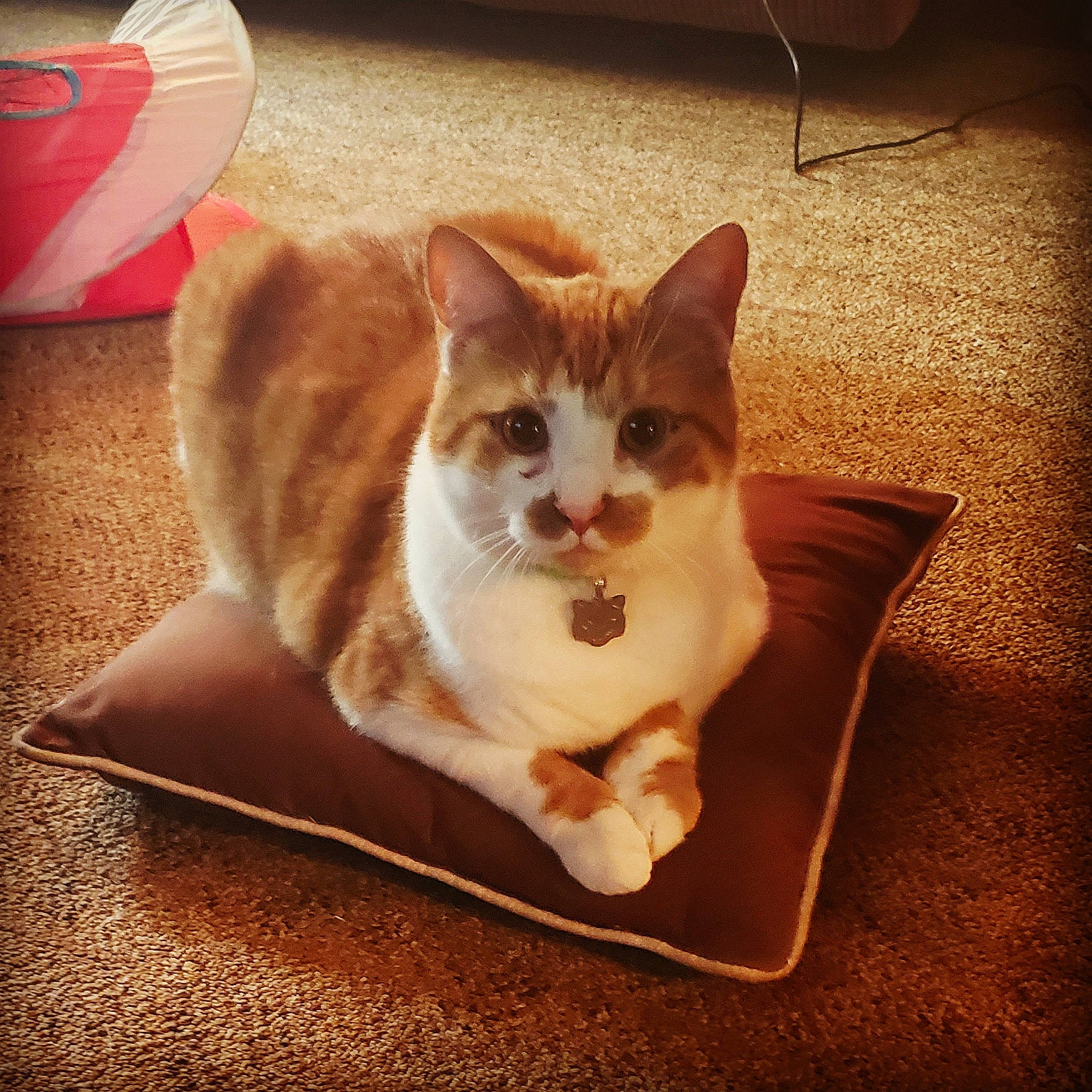 Mooncake is registered to the contest to win money with this photo: american_wirehair, asian, carnivore, cat, domestic_short_haired_cat, ear, european_shorthair, felidae, floor, flooring, fur, kitten, paw, sitting, small_to_medium_sized_cats, square, tabby_cat, tail, whiskers