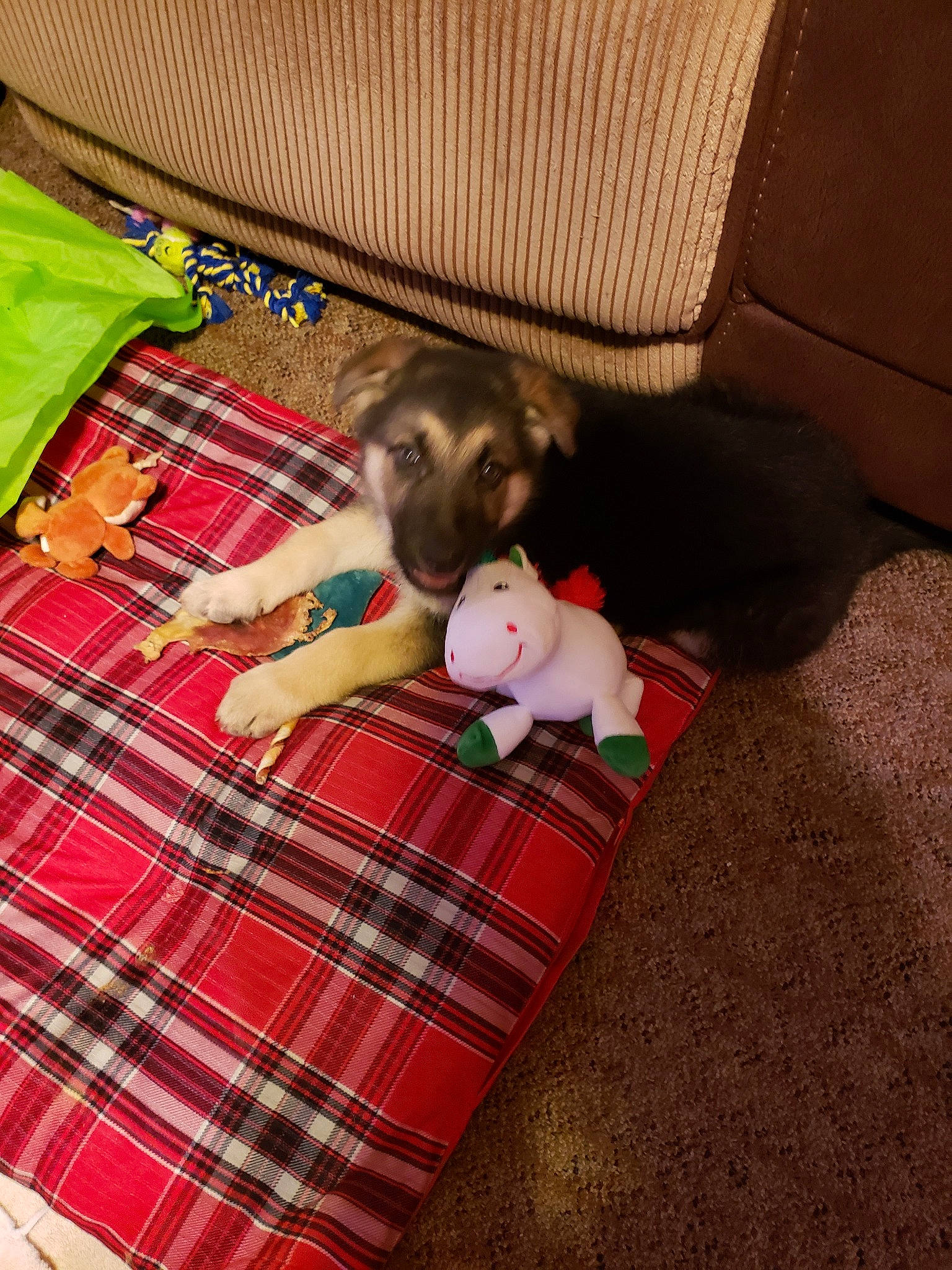 Hanz is registered to the contest to win money with this photo: canidae, carnivore, companion_dog, dog, fawn, italian_greyhound, linens, pattern, plaid, textile, toy_dog