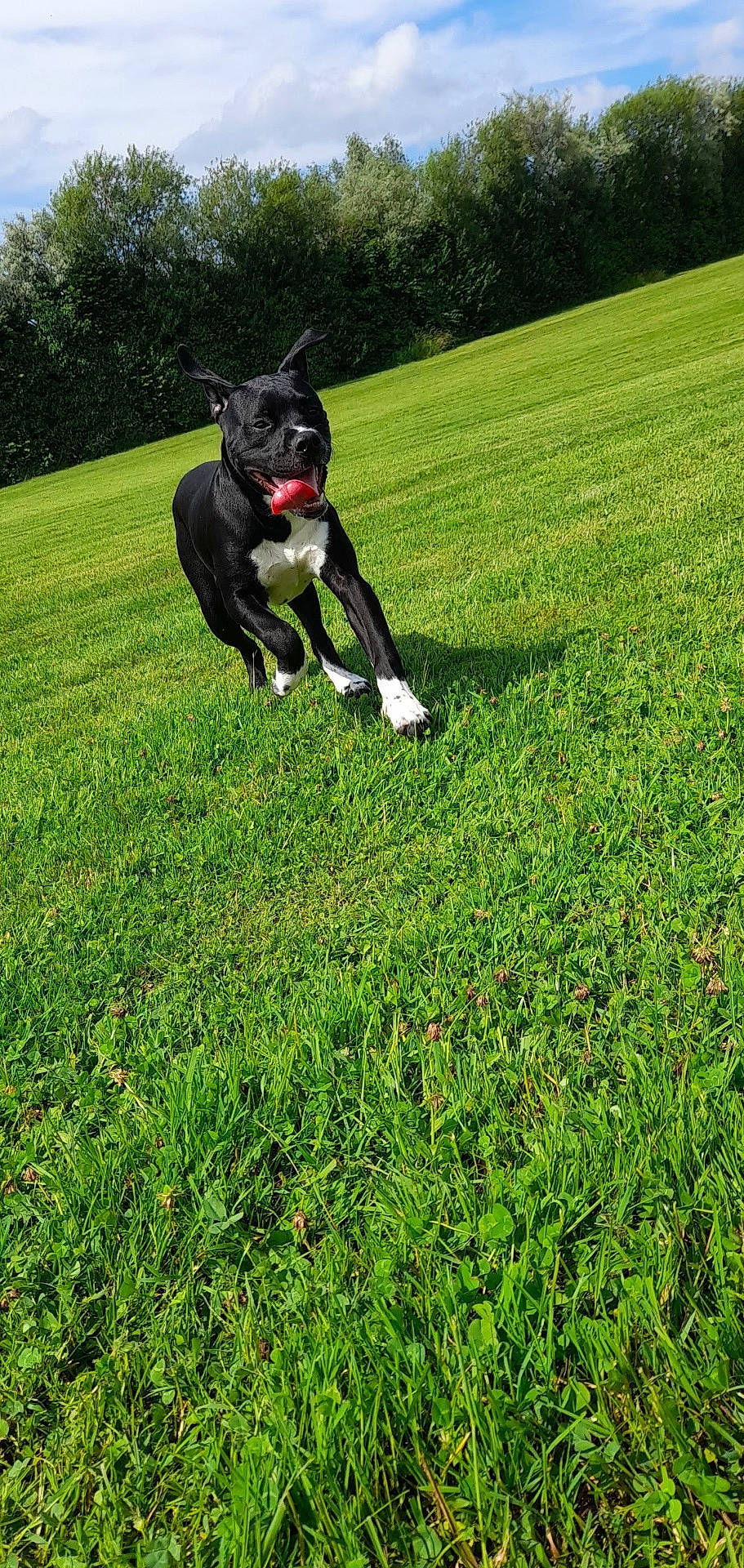 Black a rejoint le concours — aidez-le/la à gagner de superbes lots ! animal, bulldog, canine, countryside, dog, field, grass, grassland, green, lawn, meadow, nature, outdoors, park, pet, plant, puppy, summer, tree, vegetation