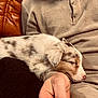 puppy, sleeping, dog, person, arm, beige_sweater, brown_leather, close_up, cozy, resting, fur, cute, domestic_animal, pet, indoor, comfort, animal, relaxation, hand, casual_clothing