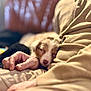 puppy, sleeping, dog, person, hand, arm, clothing, cozy, warm, blurred_background, indoor, resting, cute, pet, soft_texture, relaxation, comfort, closeup, nap, companion