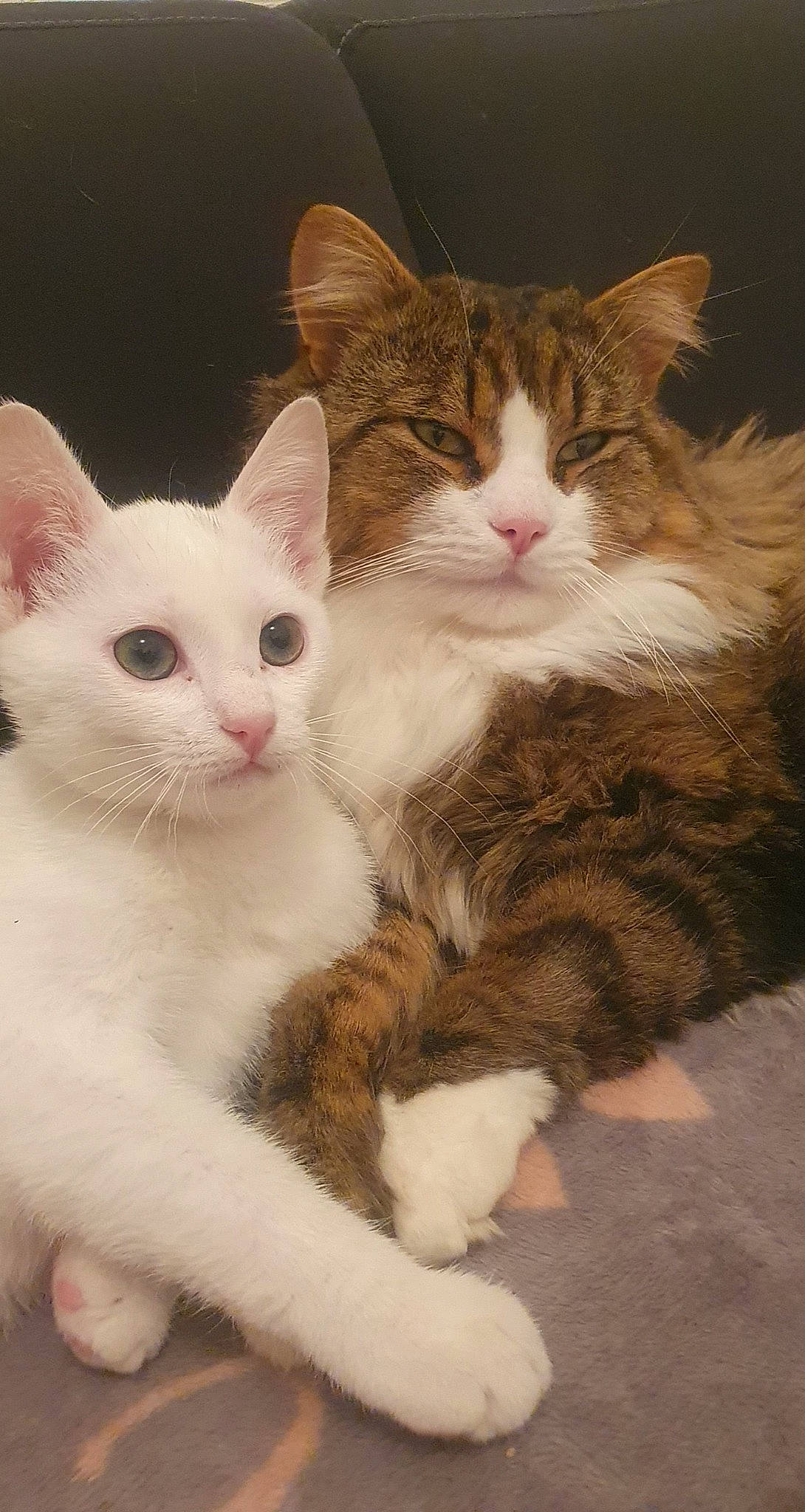 Gandja participe au concours pour gagner de l'argent avec cette photo : beige, brown, carnivore, cat, claw, domestic_short_haired_cat, fawn, felidae, foot, fur, paw, small_to_medium_sized_cats, snout, tail, toe, vertebrate, whiskers