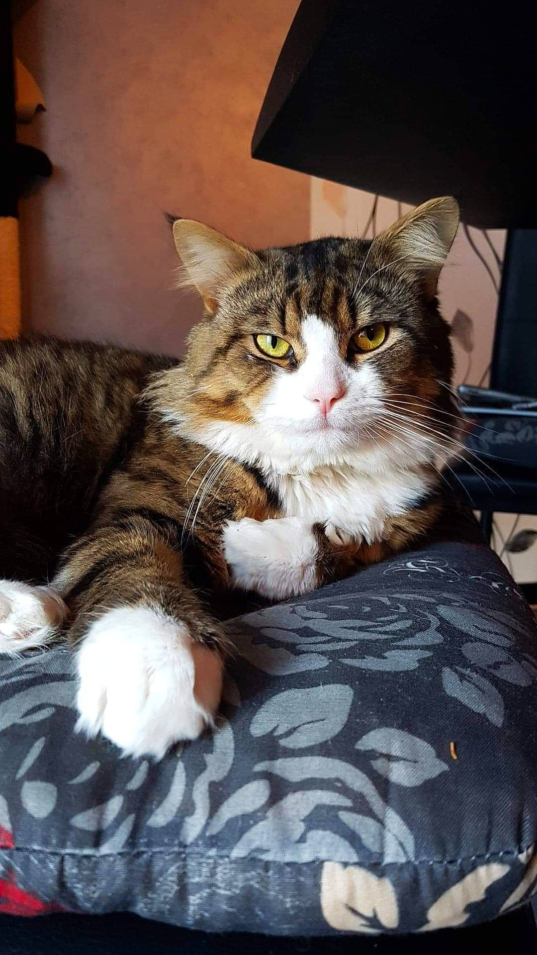 Gandja a rejoint le concours — aidez-le/la à gagner de superbes lots ! carnivore, cat, cat_supply, comfort, domestic_short_haired_cat, felidae, fur, mammal, pet_supply, small_to_medium_sized_cats, snout, tabby_cat, vertebrate, whiskers