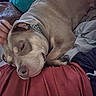 Xena is registered to the contest to win money with this photo: animal, blanket, brown, closeup, collar, comfort, companion, cozy, cute, dog, fabric, fur, hand, indoor, lying_down, nap, pet, red, relaxed, resting