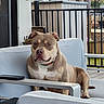 Xena is registered to the contest to win money with this photo: animal, backyard, brown, collar, couch, daylight, dog, furniture, metal, outdoor, pet, phone, pitbull, plant, portrait, railing, relaxed, table, white, wood