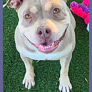 Xena joined the competition — help win amazing prizes! animal, canine, companion, cute, dog, domestic_animal, ears, friendly, fur, grass, happy, looking_up, muzzle, outdoor, paws, pet, playful, portrait, smiling, toy