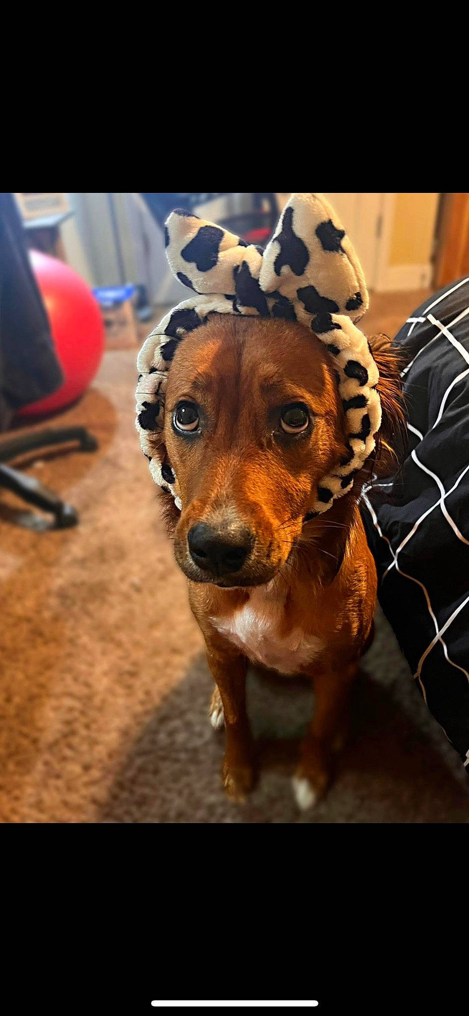 Ellie Mae joined the competition — help win amazing prizes! carnivore, collar, companion_dog, dog, dog_breed, dog_clothes, dog_collar, fashion_accessory, fawn, flooring, fur, hat, leash, liver, metal, selfie, sporting_group, whiskers, wood, working_animal