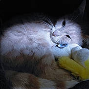 Moka a rejoint le concours — aidez-le/la à gagner de superbes lots ! cat, plush_toy, cozy, feline, relaxed, whiskers, soft_fur, indoor, resting, sleepy, cute, pet, animal, cuddly, toy, yellow, white, closeup, shadow, comfort