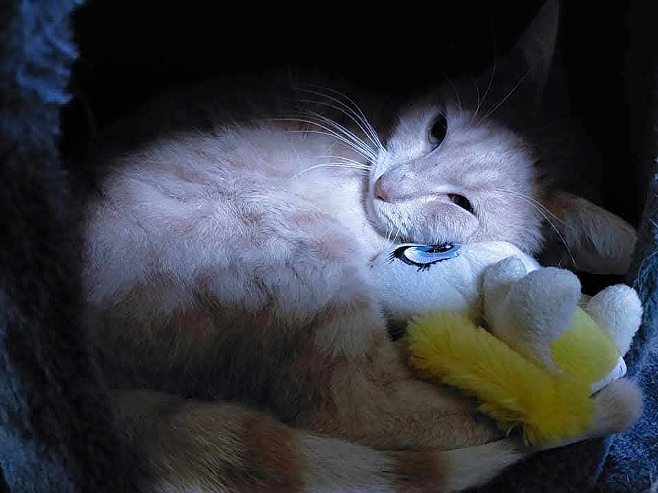 Moka a rejoint le concours — aidez-le/la à gagner de superbes lots ! cat, plush_toy, cozy, feline, relaxed, whiskers, soft_fur, indoor, resting, sleepy, cute, pet, animal, cuddly, toy, yellow, white, closeup, shadow, comfort