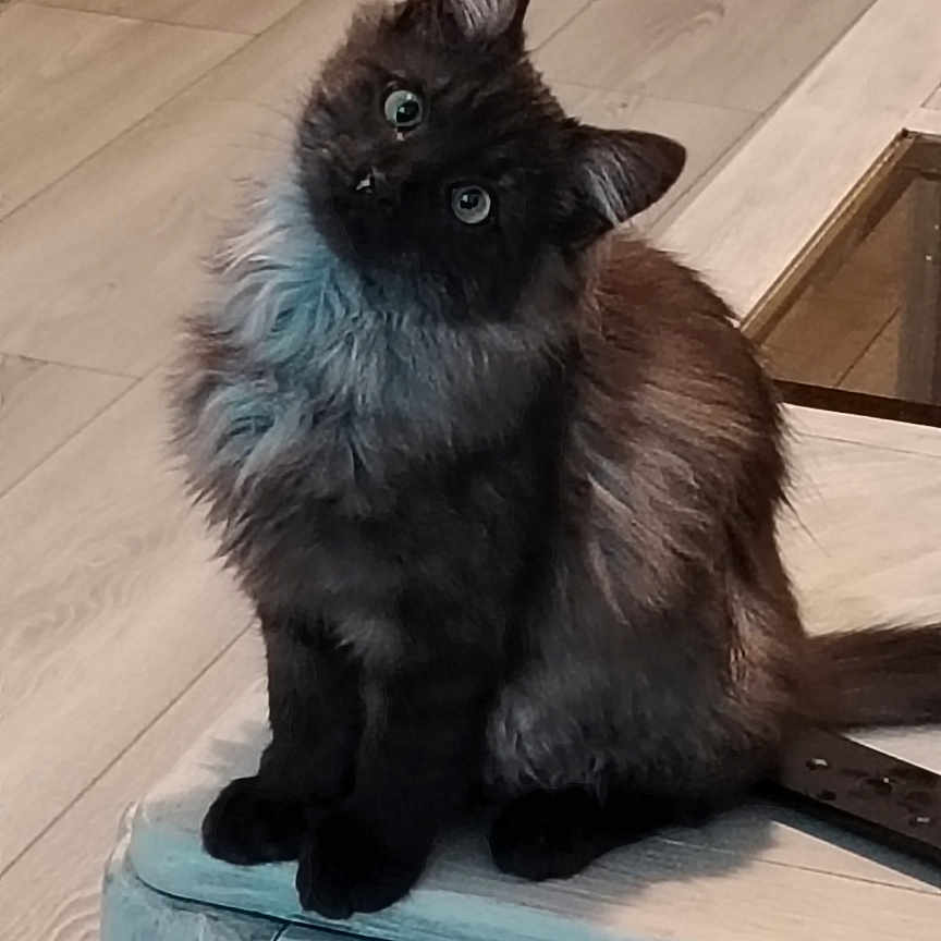 Athéna participe au concours pour gagner de l'argent avec cette photo : cat, black_cat, fluffy, indoor, table, wooden_floor, curious, pet, feline, animal, domestic, sitting, head_tilt, cozy, home, cabinet, flooring, fur, whiskers, eyes