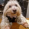 animal, bow_tie, clothing, cute, dog, face, fluffy_dog, fur, indoor, jacket, looking, person, pet, portrait, sitting, table, turtleneck, tuxedo, white_dog, wooden_table